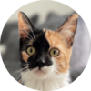 Abby: Fellnasen erzählen aus ihrem Leben. tiarliabi.ch - Bernadette Ludwig, Untervaz (Graubünden) Abby, rot schwarz gefleckte junge Katze