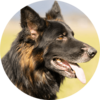 Dusty: Fellnasen erzählen aus ihrem Leben. tiarliabi.ch - Bernadette Ludwig, Untervaz (Graubünden) Dusty, schäferhundähnlicher Hund mit augestreckter Zunge