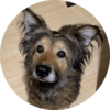 Lina: Fellnasen erzählen aus ihrem Leben. tiarliabi.ch - Bernadette Ludwig, Untervaz (Graubünden) Lina, kleiner süsser Hund mit perfektem Hundeblick