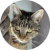 Diva: Fellnasen erzählen aus ihrem Leben. tiarliabi.ch - Bernadette Ludwig, Untervaz (Graubünden) Diva, getigerte Katze