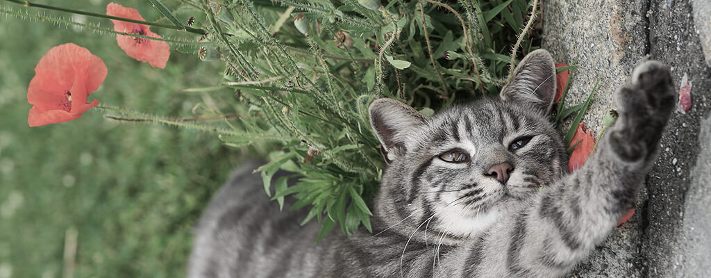 Getigerte Katze streckt sich am Boden und spielt mit dem Gras