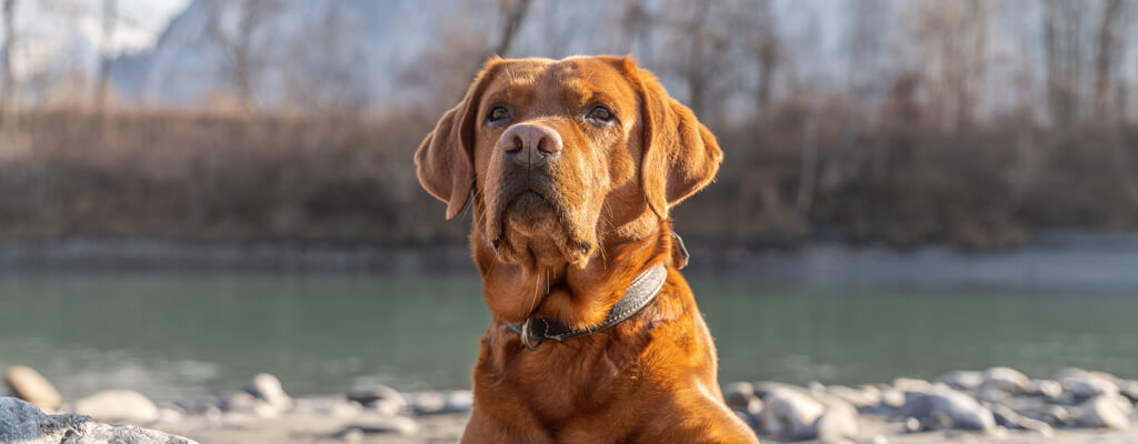 Gesunder brauner Hund Dank Barfen ohne Allergien am Flussufer