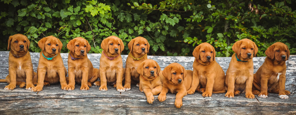 Niedliche braune Hundewelpen sitzen auf einer Steinmauer
