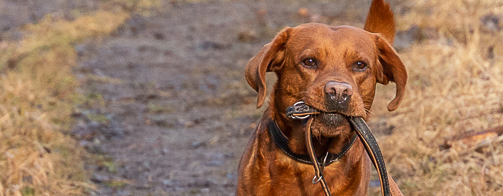 Brauner Hund spaziert auf einem Waldweg mit Hundeleine im Mund