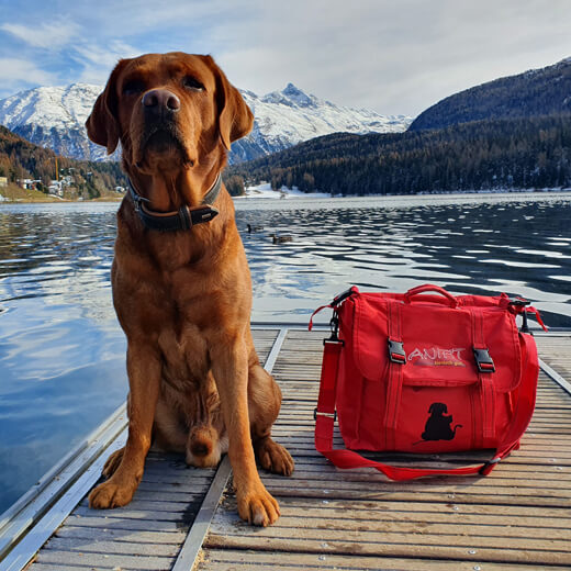 Unterwegs mit ANiFiT-Tasche. tiarliabi.ch - Bernadette Ludwig, Untervaz (Graubünden) Der braune Hund Milow sitzt am Seeufer auf dem Steg und hat eine rote ANiFiT-Tasche neben sich